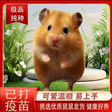 仓鼠活物已打疫苗紫仓布丁银狐金丝熊虎纹熊家养小宠物可爱小仓鼠