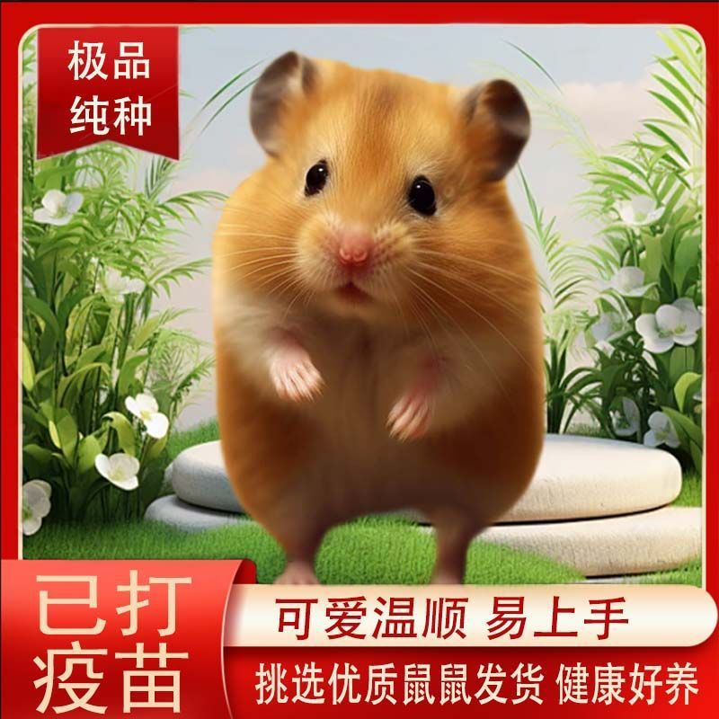 仓鼠活物已打疫苗紫仓布丁银狐金丝熊虎纹熊家养小宠物可爱小仓鼠