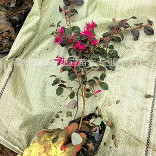 ���Լt����ľ�繤����t���^ľ���ͺ���ؚ�G��ɽ�|؛Դ�������l