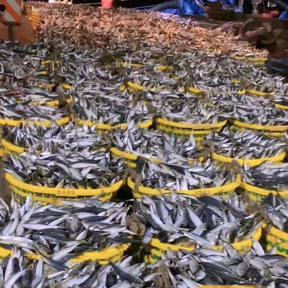 巴浪鱼灯光海捕新鲜冷冻水产棍子鱼整箱发野生巴浪鱼非秋刀鱼鲅鱼