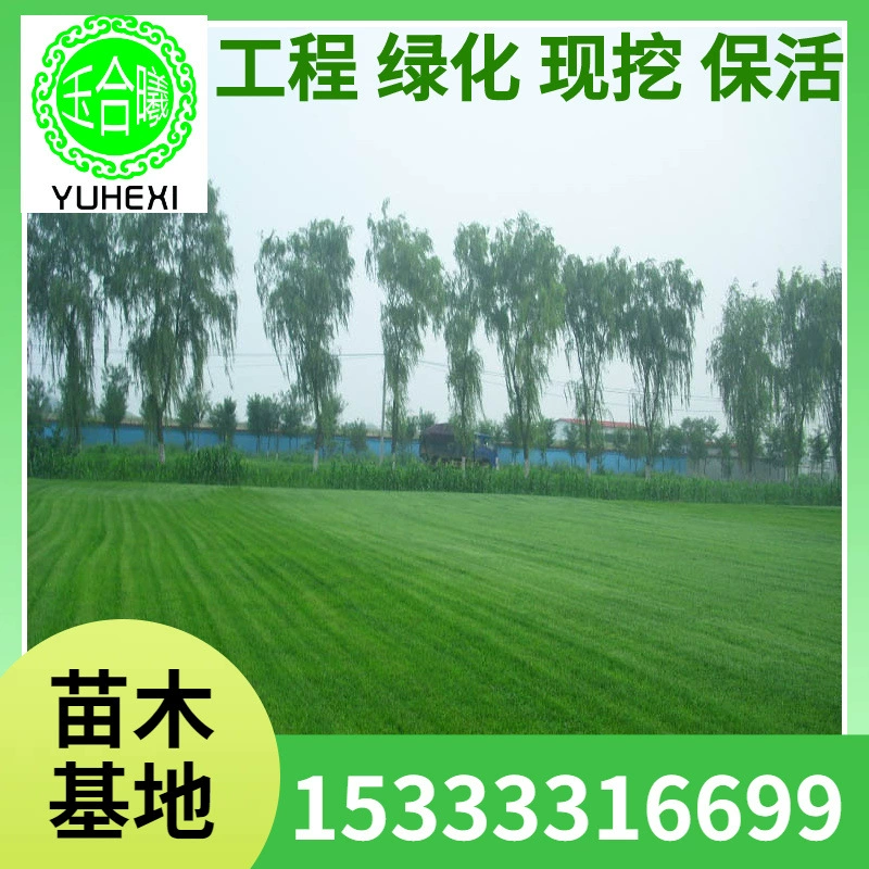 Прямые поставки настоящего газона для мини-гольфа в Маниле с почвой, натурального и искусственного.