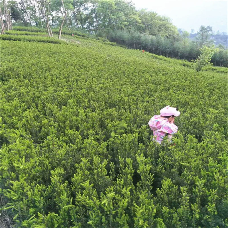 База оптом рассада Тиса экономическое облесение саженцы дачи двор зеленые растения озеленение в горшках озеленение