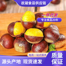 河北迁西生板栗 代发1/3斤生板栗当季大毛栗子新鲜油板粟非丹东板