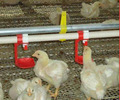鸡鸭鹅平养料线自动饮水喂料养殖禽场喂料系统肉鸡鸭蛋鸭料线水线