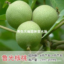 鲁光核桃苗薄皮核桃树苗中林1号核桃树苗南北方种植当年结果树苗