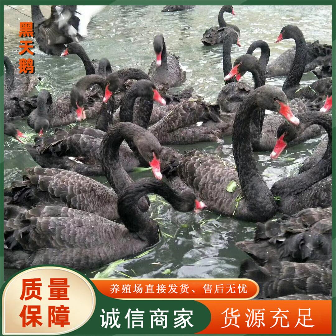 615b44c497bad7a5c1edcf392a4182