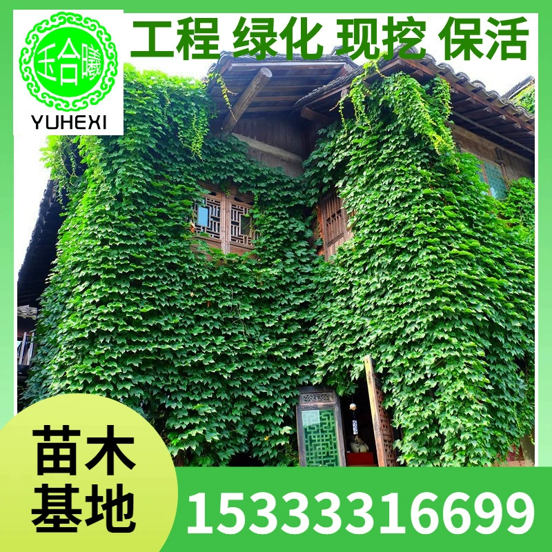 Оптовые саженцы вьющихся растений, саженцы вьющихся деревьев, трехлистные и пятилистные красные саженцы вьющихся растений, горшечные вьющиеся растения, вьющиеся цветы