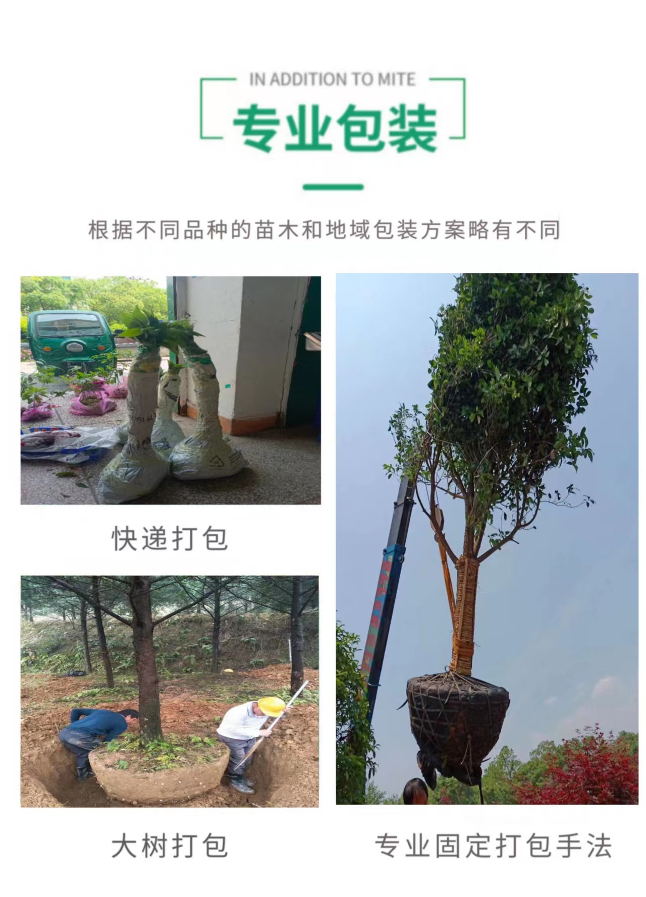 ��˿�ľרҵ��װ