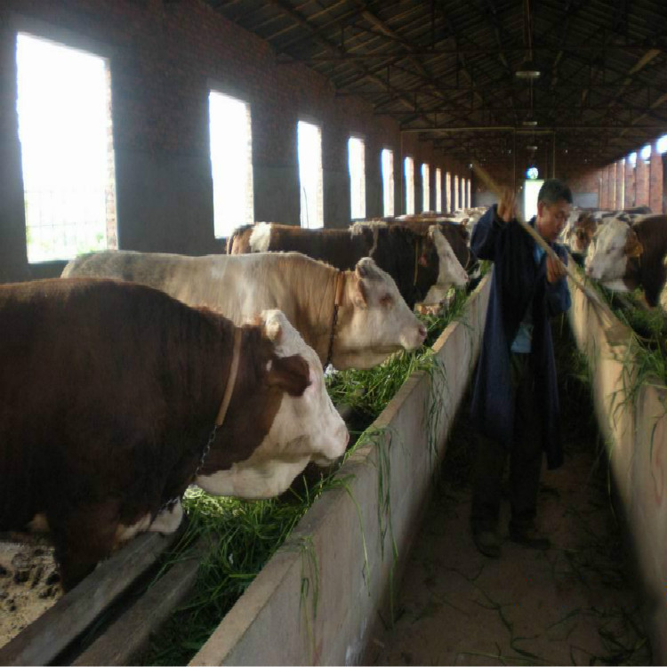 云南肉牛养殖场-云南肉牛养殖基地-云南肉牛养殖效益