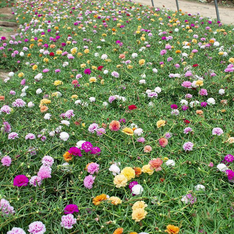 根とつぼみが付いた大きな花の八重ひまわりの鉢植え苗、四季咲きの植物、屋内外で育てやすい|undefined