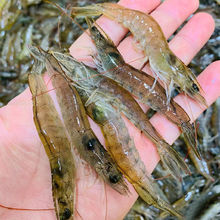 基圍蝦批發價國產野生青島海蝦鮮活小青海蝦冷凍海捕小蝦非白廠家