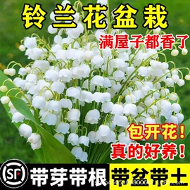种子;草种子;盆栽