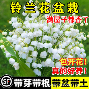 ��m���������ͺ�ֲ������N���ļ��_�҃�����B���ܾGֲ��