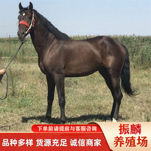 �T���R�����RƷ�N����Щ���΅^�򾰅^�����õ°��R��