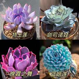 多肉植物组合盆栽大颗好养名贵罕见肉肉稀有品种室内花卉绿植好养