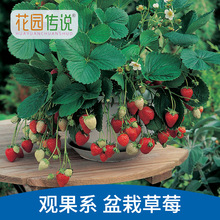 花园传说盆栽草莓种子花果红颜四季结果奶油芳香特大好养室内庭院