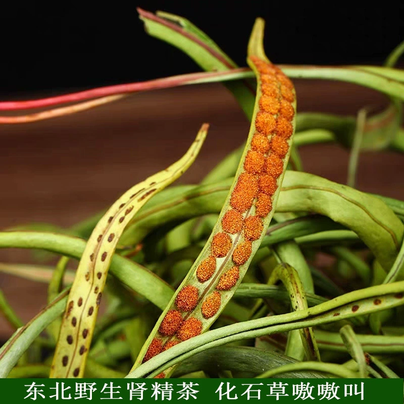 Чай с эссенцией дикого почки северо-востока, окаменелая трава, золотая трава, 100 г, бесплатная доставка.