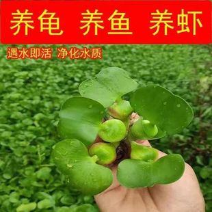 Water Hyacinth, Blue Water Floating Lotus, Aquatic Plants, Water Body Greening, River Management, Artificial Floating Islands, Planting and Maintenance