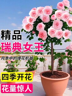 ���Ů���䘶�¼������ǚW�´����ļ��_�������������ֲ̨�����l