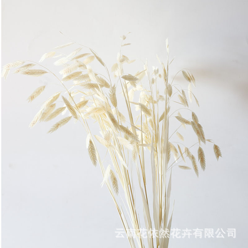 Flor seca Flor eterna Gypsophila Bola de oro No me olvides Flor seca Rosa hoja de eucalipto Pine Fruit Lover Grass al por mayor