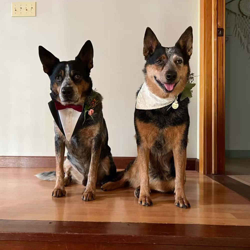 Tanpopo trajes de boda británicos transfronterizos toallas de saliva para mascotas bufandas de encaje para perros toallas de triángulo para mascotas