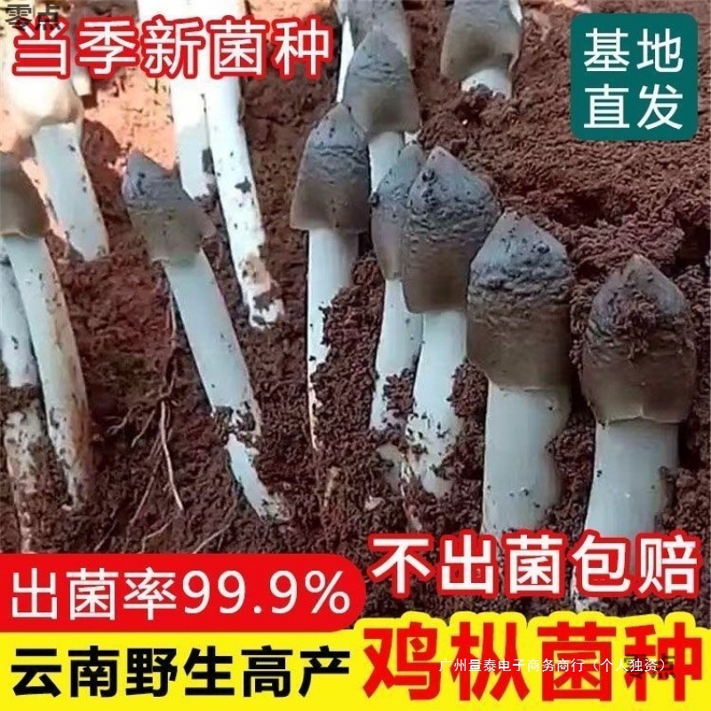 云南鸡枞菌菌种居家四季种植三塔菌种家种鸡腿菇食用菌种一件包邮
