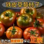 丹东盘锦正宗番茄西红柿