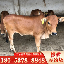 鲁西黄牛牛犊 300斤小黄牛牛犊价格 多头3-6个月的牛犊出售价格低