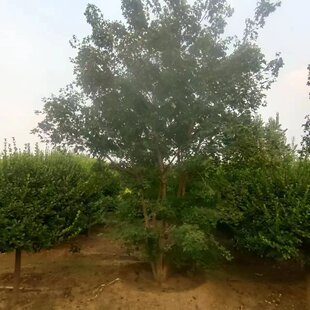 ���ش���������Ǘ� �G���L���䅲��Ԫ������Ǘ� �ɻ��ʸ���Ǘ�