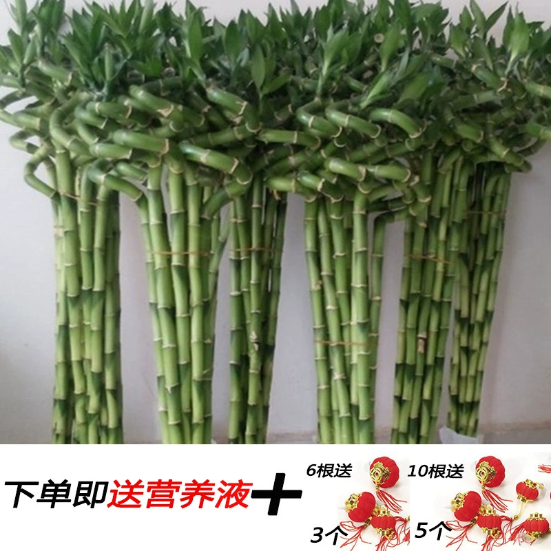 Бамбук удачи, растение удачи, гидропонное растение в горшке для гостиной, изогнутый бамбук, бамбук дракона, бамбук удачи с корнями, гидропонное зеленое растение.