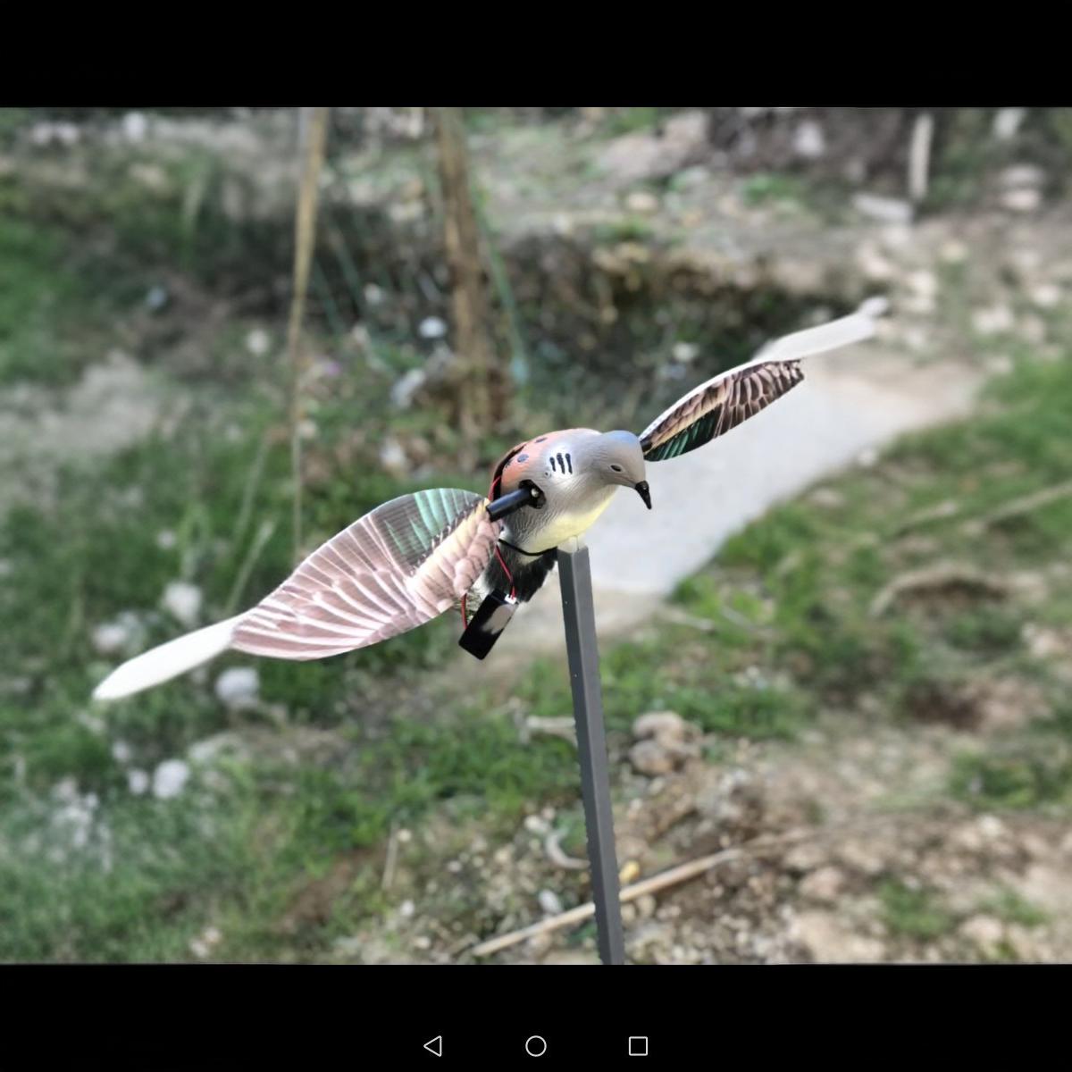2021 simulation pigeon hunting bait pigeon mourning dove remote…