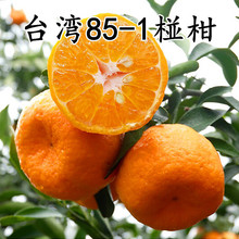 ����ո̘�̨��85-1���͗ո���o�����̼޽��J�̽��Ә��箔��Y��