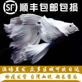 ̨�����w���������N���w�ն���ʯ��״�����β��ˮ�\�����B�^�p�~