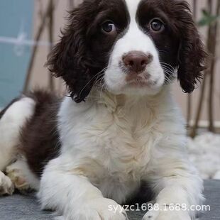 ���I�Bֳʷ�e��Ȯ��Ȯ���ﹷ���w���N���̼�ͥȮ����Ȯ�CȮ����