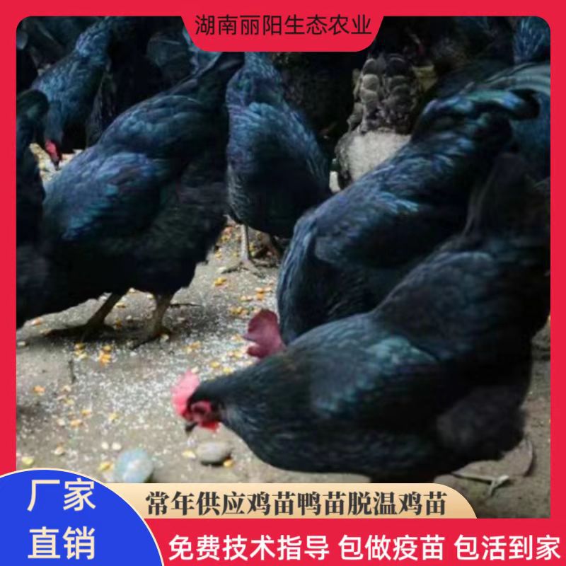 黑土鸡苗山地放养黑土1.5母苗另有三黄土鸡青脚麻鸡乌骨鸡苗蛋鸡1