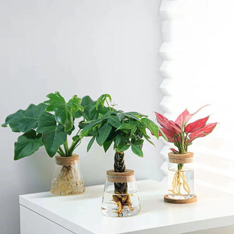 Гидропонное растение экологическая бутылка воды цветочный горшок посуда зеленая роса бамбуковая украшение микроландшафта оптовая стеклянная прозрачная ваза