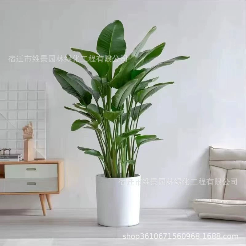 Райская птица Горшечные растения Большие зеленые растения Гостиная Скандинавские комнатные офисные растения Хорошо для выращивания цветов в сезоны Cranowanglan