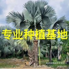 福建霸王棕树批发 霸王棕价格 霸王棕基地供应 棕榈霸王棕报价