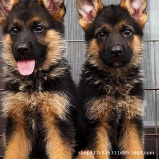 ���۵�����Ȯ��Ȯ���w��ƽ�����N�ǹ���Ȯ�����Nϵ����