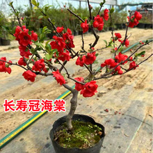 四季海棠花长寿盆栽开花老桩重瓣庭院阳台室内耐寒盆景花卉长寿冠