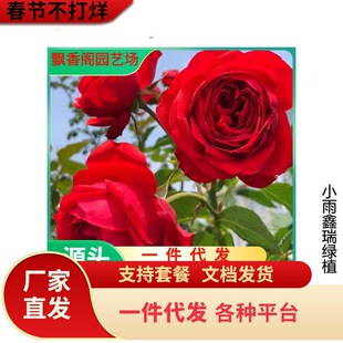 һ�����l���tɫ�󻨚W�¼t�O���ļ��_��ľ�¼������̨õ�廨����