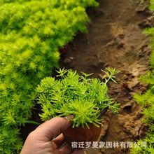 佛甲草盆栽庭院花境屋顶地被绿化耐旱寒多年生草皮黄金条玉龙草苗