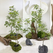 ����Gֲ��ľ�������҃ȿ͏d���ֲ���㴻��Ҿ��b[���߶��p��