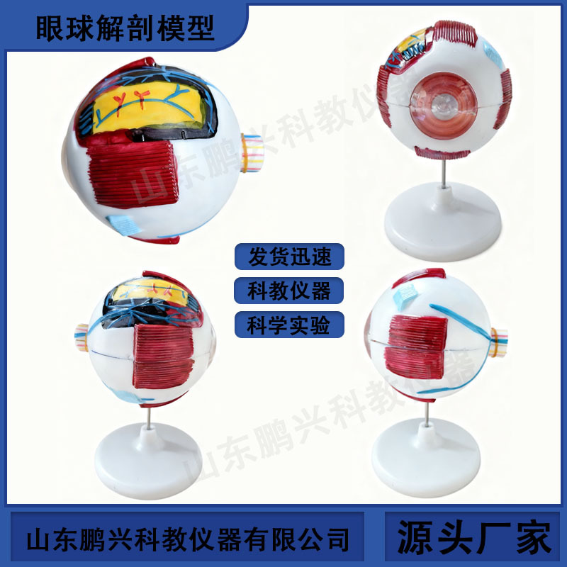 39054眼球结构模型 小学科学模型医学 初中模型