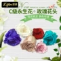 永生处理情人节3-6cm永生花
