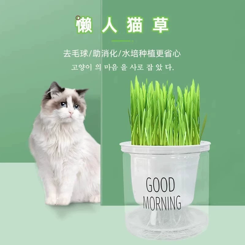 Грядка для кошачьей травы, горшок с пшеничными семенами, лоток для рассады, безземельная гидропонная кошачья мята, саморастущие лакомства для котят
