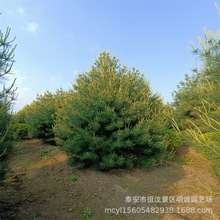 明诚园林直销荒山绿化专用3米4米白皮松四季常青量大价优批发