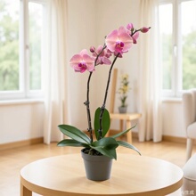 �����m�����������辰�����F�m�����҃��ļ��B�����ֱ�l