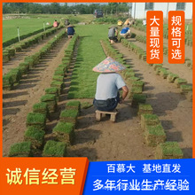 草皮 带土真草坪耐旱耐践踏矮生百慕大庭院别墅花园绿化真草坪