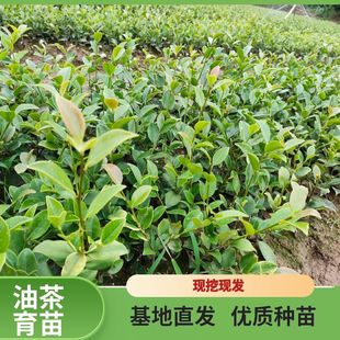 ���߮a���x���L��53̖�Ͳ��硢�ɻ��ʸߡ������߮a������ֱ��